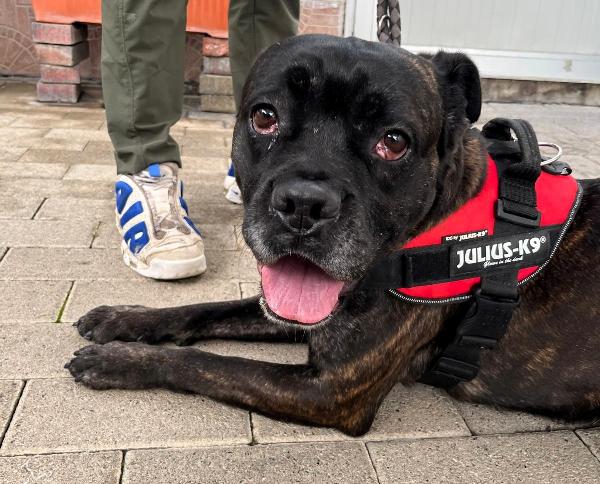 CHERRY BELLISSIMA BOXERINA Foto 5